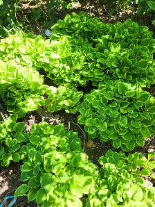 Hostas, white bleeding hearts, japanese lilac trees for sale