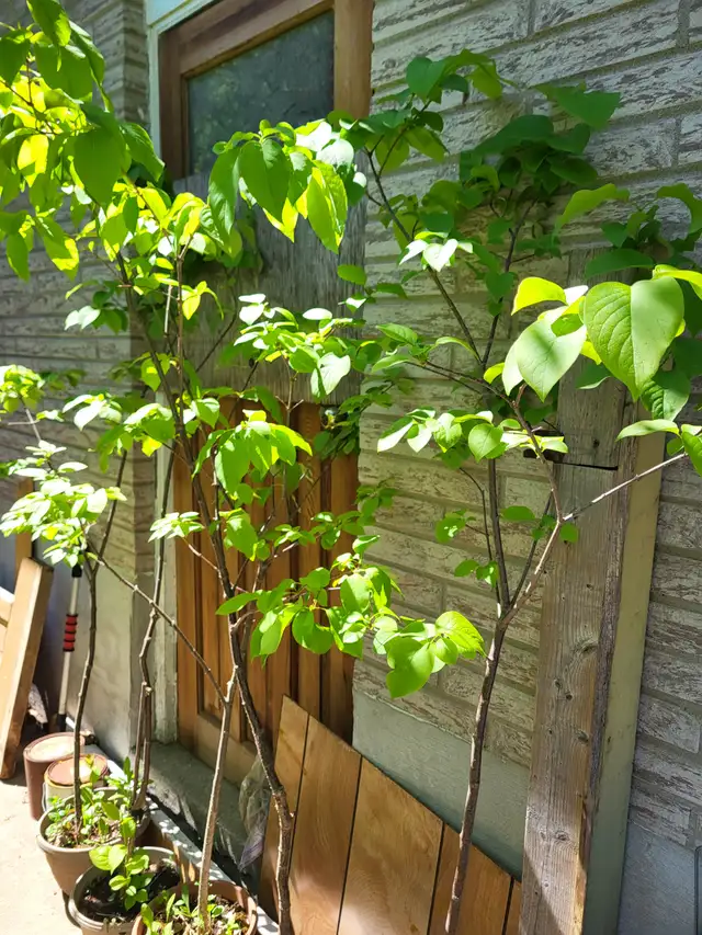 Hostas, white bleeding hearts, japanese lilac trees for sale - Photo 3