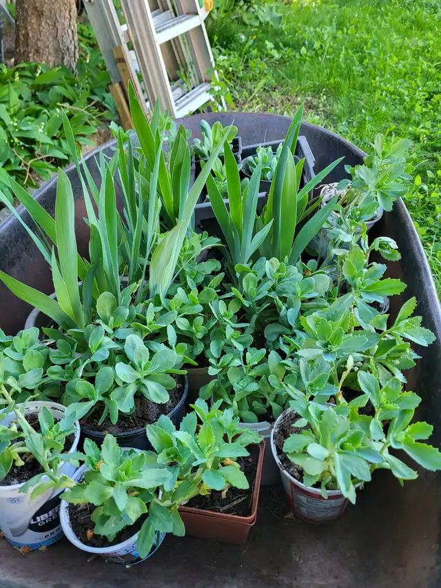 Hostas, white bleeding hearts, japanese lilac trees for sale - Photo 4