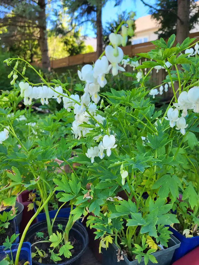 Hostas, white bleeding hearts, japanese lilac trees for sale - Photo 5