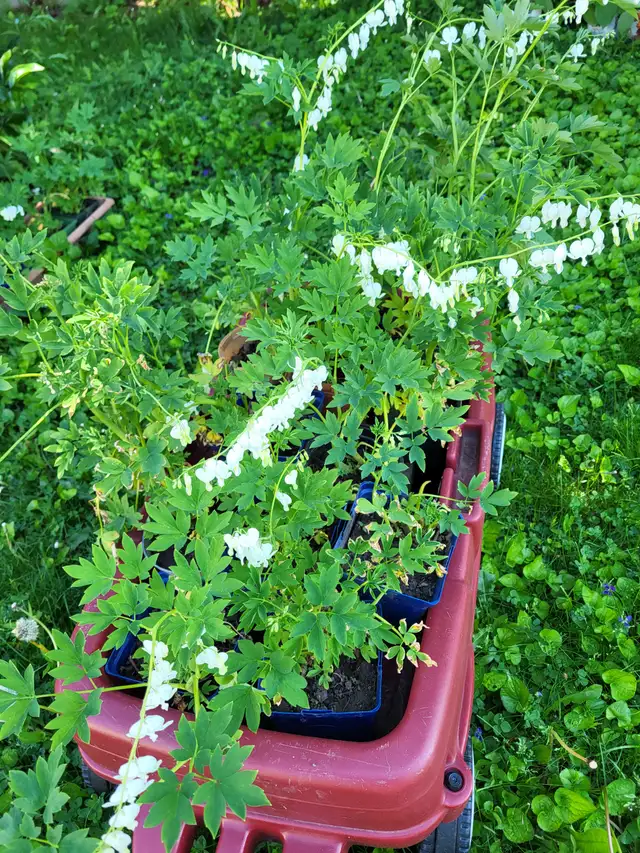 Hostas, white bleeding hearts, japanese lilac trees for sale - Photo 6