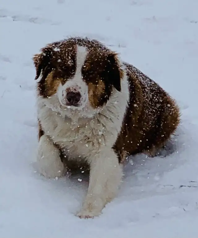 Australian Shepherd