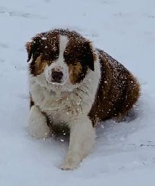Australian Shepherd