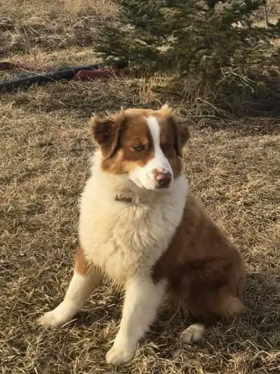 Australian Shepherd - Photo 2