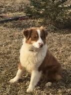 Australian Shepherd - Photo 2