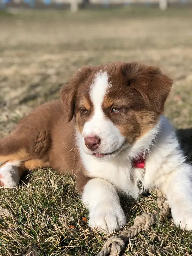 Australian Shepherd - Photo 3