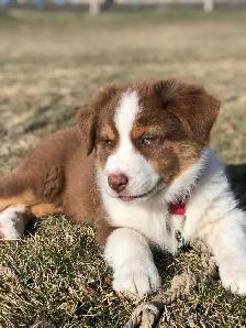 Australian Shepherd - Photo 3