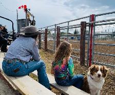 Australian Shepherd - Photo 4