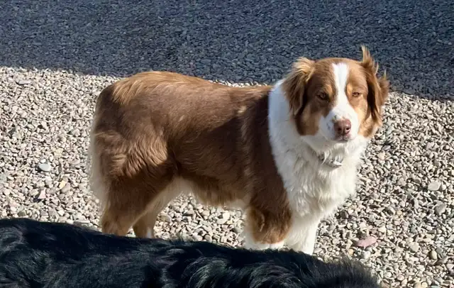 Australian Shepherd - Photo 6