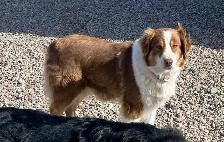 Australian Shepherd - Photo 6