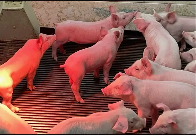 Last chance for PIGLETS!