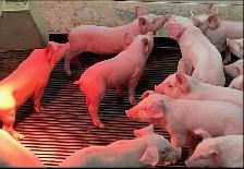 Last chance for PIGLETS!