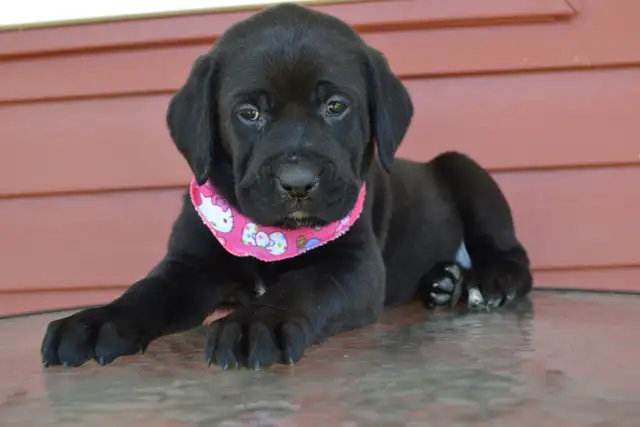 Chiot femelle Labrador américaine