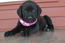 Chiot femelle Labrador américaine