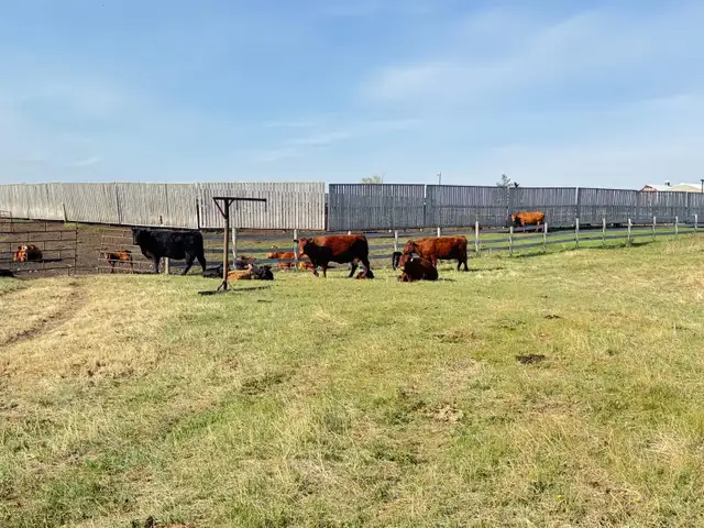 COW/CALF PAIRS