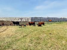 COW/CALF PAIRS