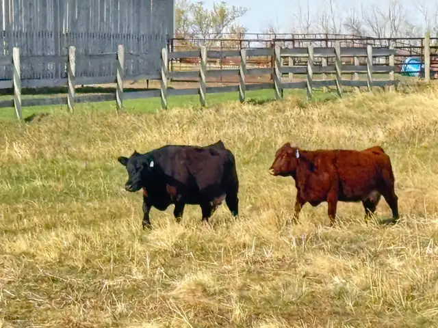 COW/CALF PAIRS - Photo 2