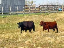 COW/CALF PAIRS - Photo 2