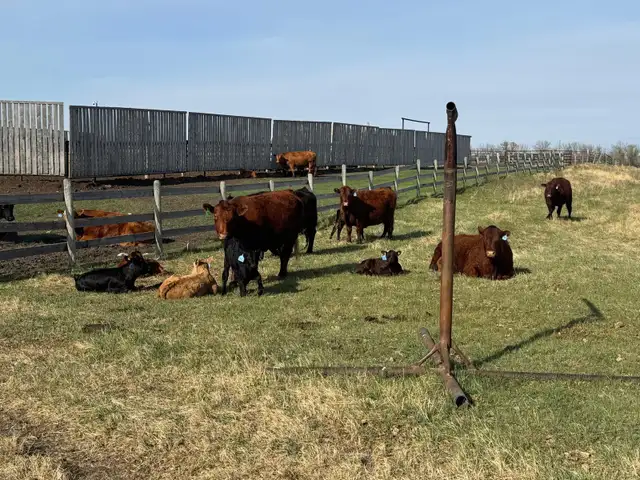 COW/CALF PAIRS - Photo 3
