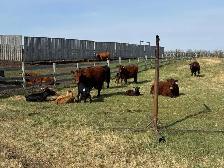 COW/CALF PAIRS - Photo 3