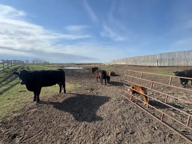 COW/CALF PAIRS - Photo 4