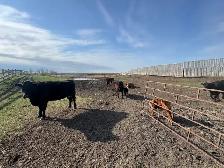 COW/CALF PAIRS - Photo 4