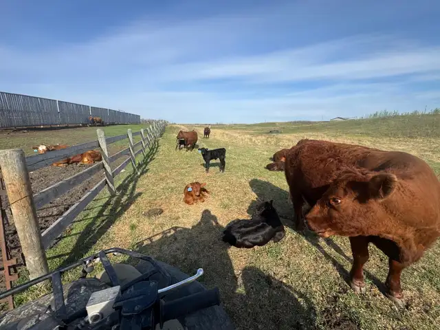 COW/CALF PAIRS - Photo 5