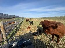 COW/CALF PAIRS - Photo 5