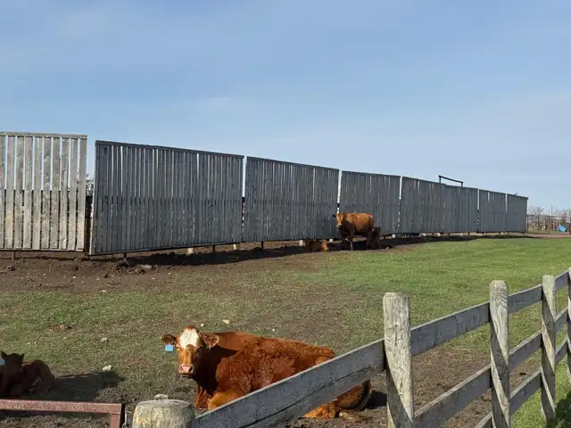 COW/CALF PAIRS - Photo 6