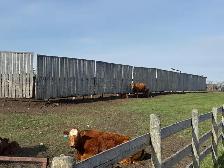 COW/CALF PAIRS - Photo 6