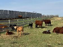 COW/CALF PAIRS - Photo 7