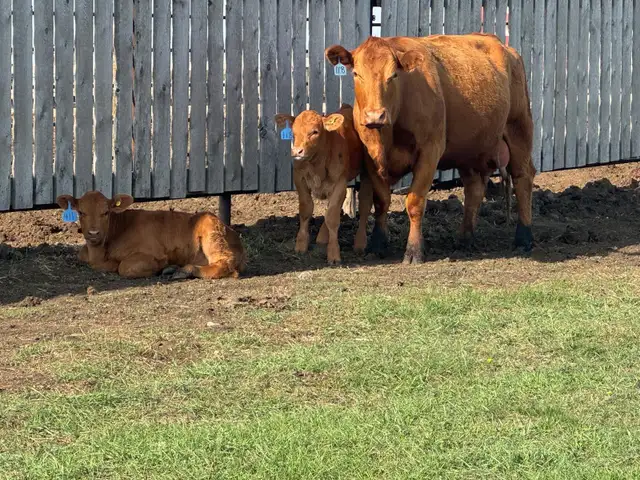 COW/CALF PAIRS - Photo 8