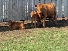 COW/CALF PAIRS - Photo 8