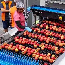 Fruit Packaging Job in Etobicoke