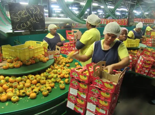 Fruit Packaging Job in Etobicoke - Photo 2