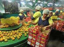 Fruit Packaging Job in Etobicoke - Photo 2