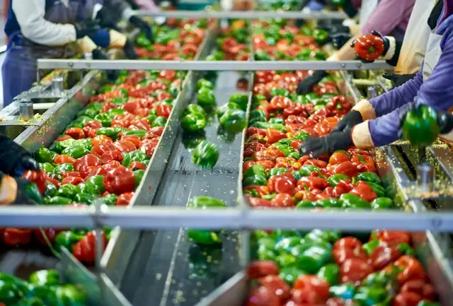 Fruit Packaging Job in Etobicoke - Photo 3