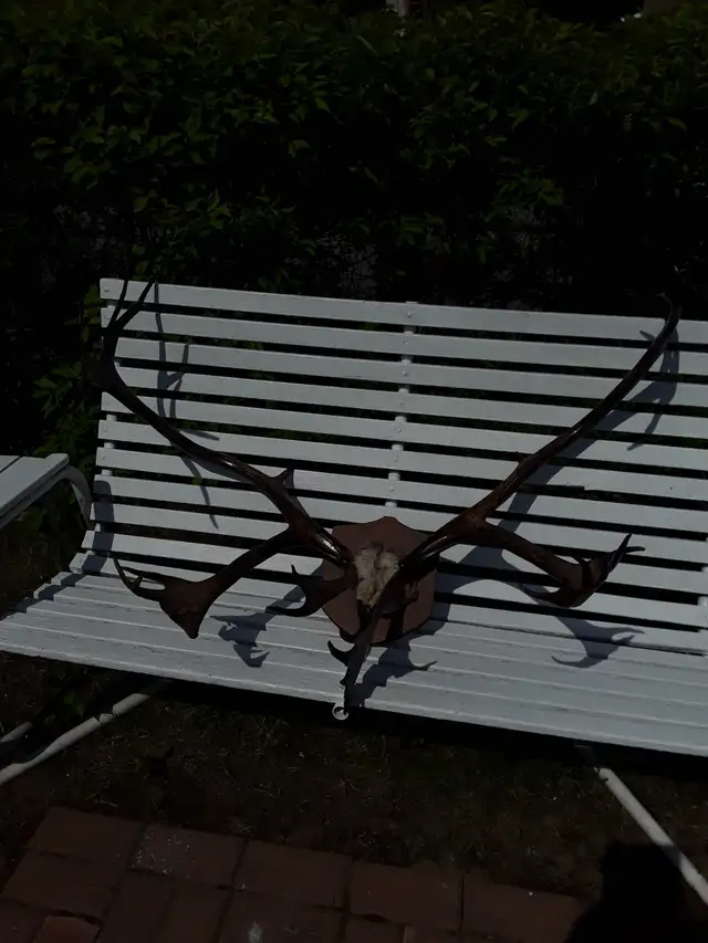 Corne de Caribou