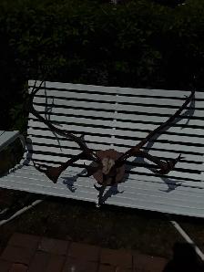 Corne de Caribou