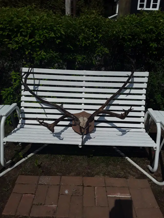 Corne de Caribou - Photo 2