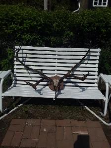 Corne de Caribou - Photo 2