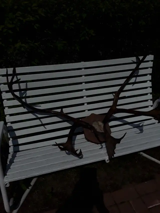 Corne de Caribou - Photo 4
