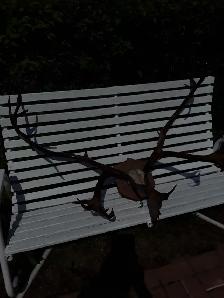 Corne de Caribou - Photo 4