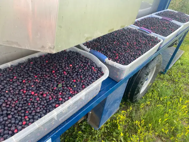 Saskatoon Berries - Photo 2