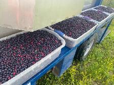 Saskatoon Berries - Photo 2