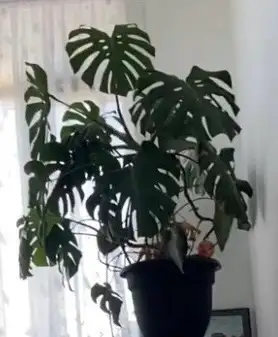 monstera plant free to good home pick up in Barrie