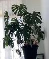 monstera plant free to good home pick up in Barrie