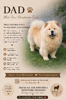 Chow Chow Puppies