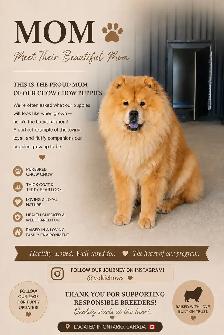 Chow Chow Puppies - Photo 2