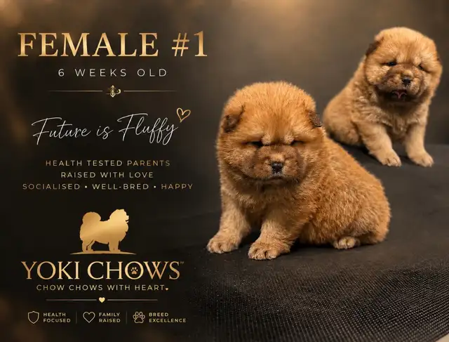 Chow Chow Puppies - Photo 3